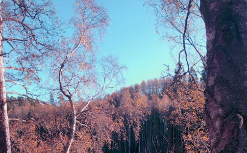 ����ԭ�ļ�����