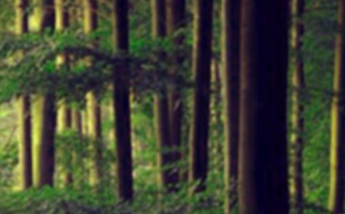 ɭ�ַ����ܽ�15ƪ