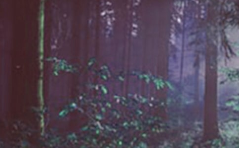 ɭ�ַ����֪ͨ��