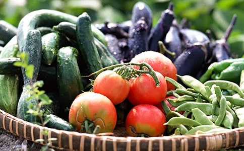 大棚蔬菜创业计划书