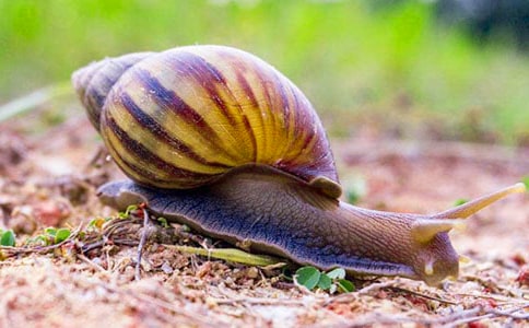 小班语言教案《变色蜗牛》