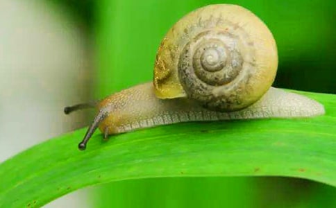 小班语言变色的蜗牛教案