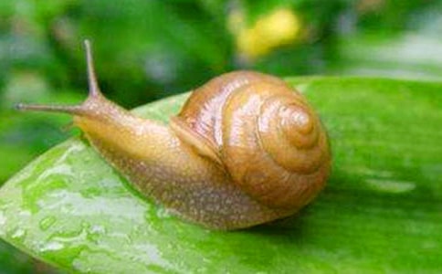 �а���������ţ���̰�