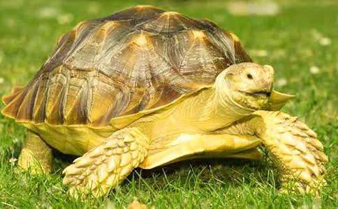 小班游戏教案:乌龟爬