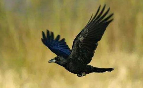 �а���ѻ��ˮ�Ľ̰�