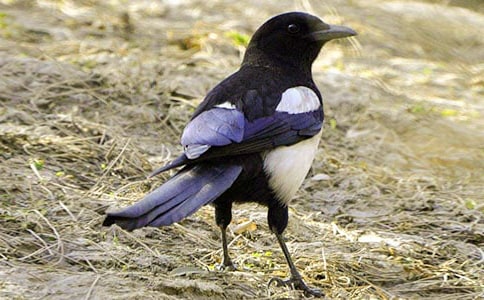 《谒金门·双喜鹊》原文及赏析