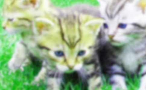 С������Сè�����Ž̰�