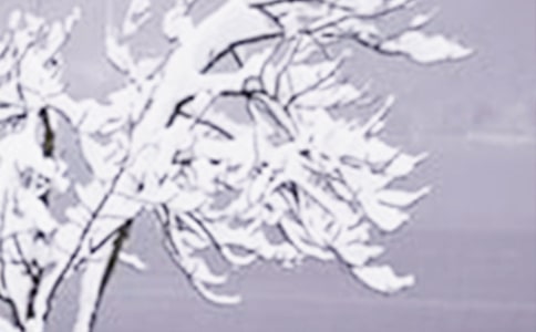 Сѩ��������ص�2ƪ