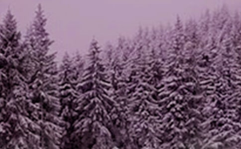 ��ʮ�Ľ���Сѩ�Ĺ�ʫ