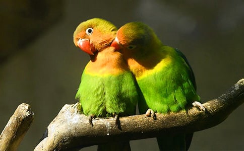 �������޻����ԭ�ļ�����