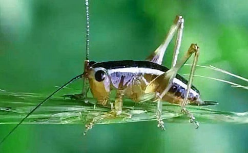 �����֡���ԭ�ļ�����