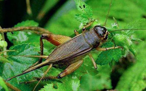 �������֡��󰡷ԭ�ļ�����